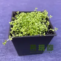 在飛比找蝦皮購物優惠-【苔玩廊】迷你矮珍珠 （水上葉）- 人工繁殖 苔蘚 微景觀 