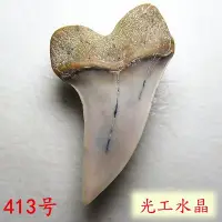 在飛比找Yahoo!奇摩拍賣優惠-光工水晶阿賽斯特萊 勾齒鯊吊墜史前巨獸天然真牙項鍊挂墜純銀鑲