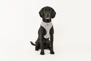 MOG AND BONE NEOPRENE HARNESS OATMEAL STRIPE MEDIUM