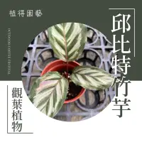 在飛比找蝦皮購物優惠-植得｜比卡丘竹芋｜熱帶雨林觀葉植物