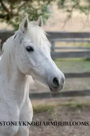 White Horse ~ Counted Cross Stitch Pattern