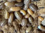 10+ A. Vulgare "St Lucia" Isopods + Optional Springtails *FREE SHIPPING*