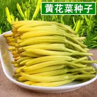 在飛比找蝦皮購物優惠-【食用黃花菜種子】 金針菜籽  天然補腦安神種子 黃花菜種苗