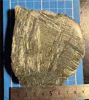Komatiite. Ancient Mantle Rock, Central Goldfields, West Australia.