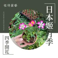 在飛比找蝦皮購物優惠-植得｜日本姬月季｜屋久島｜豆盆