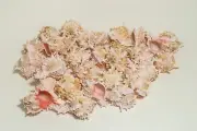 Pink Murex Phyllonotus erythrostomu Hermit Crab Sea Shell 3" - 3 1/2" ( 48 pcs)