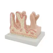 Human Intestinal Villus Anatomy Model Large Intestine Villus Anatomy Model