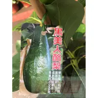 在飛比找蝦皮購物優惠-花田厝_水果苗 黑美人 酪梨 -清進1號 花季6~8月 8吋