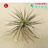 在飛比找蝦皮購物優惠-★舞葉精靈★棉花糖-大株★Tillandsia Cotton