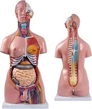 Human Anatomy Torso Model, Torso and Skeleton Models,85cm Human Body Model Anatomy Torso,Life Size Unisex Doll Medical Torso 23 Removable Parts Education Organs Model for Science Learning Study