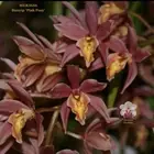 Cymbidium Orchid Clone tube MER3656 Bunyip 'Pink Posy'