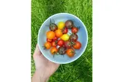 TOMATO 'Heirloom Cherry Mix' seeds