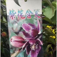 在飛比找蝦皮購物優惠-花囍園_喬木圍籬植物—紫花含笑--每年開多次花~花色特別/8