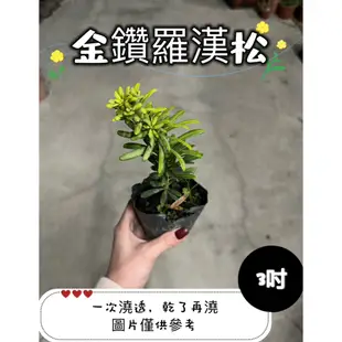 🪴【植入你心❦】金鑽羅漢松-3吋盆-定價120特價100