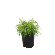 Plant-Acacia 140mm Cognata Fettuccini Pma