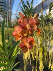 Citrus Orange Vanda Hybrid (Fuchs Sunset × Mimi Palmer) | Tropical Orchid
