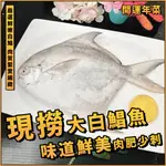 【潮鮮世代】現撈5/6大白鯧魚／正野生白鯧／台灣白鯧／正白鯧／鮮嫩白鯧 ／年菜首選／年節推薦／鮮嫩肉肥／開運年菜