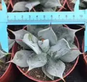 agave spineless Random Self Rooted Garden 1pcs
