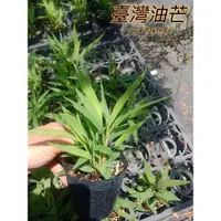 在飛比找蝦皮購物優惠-『525生態植物園』臺灣油芒 食用或誘鳥植物