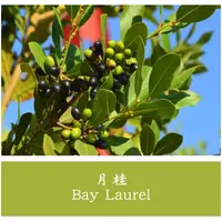 在飛比找蝦皮購物優惠-月桂｜Laurus nobilis｜天然精油｜產地:伊朗 1