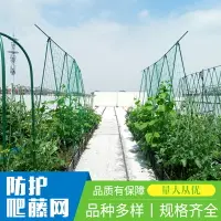 在飛比找樂天市場購物網優惠-爬藤網家用園藝庭院種植黃瓜絲瓜百香果牽牛花鐵線蓮支架攀爬網