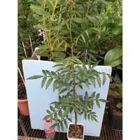 在飛比找蝦皮購物優惠-《原森育苗園》 Bursera bicolor 雙色裂欖30