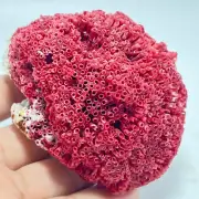 78gNatural Red coral reef Cluster Ocean Mineral Crystal Specimen