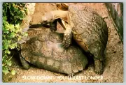 c1970s Slow Down Turtle Tortoise Springtime Vintage Postcard