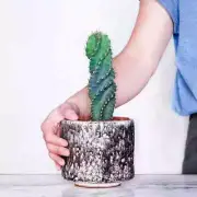 12CM Succulent Cactus Plant Cereus Forbesii Spiralis Cactaceae Home Garden Plant