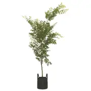 45L Japanese Elm Mushashino - Zelkova serrata Mushashino