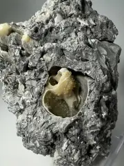TWO Calcite Crystal Shell Fossil Pseudomorphs Rucks Pit Florida In Matrix
