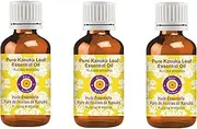 Deve Herbes Pure Kanuka Leaf Essential Oil (Kunzea ericoides) Steam Distilled Natural Therapeutic Grade (Pack of Three) 100ml X 3 (10 oz)