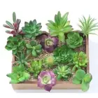 Vivid Bonsai Lotus Floral Craft Artificial Plants Fake Flowers Succulents