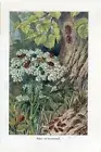 c1900 TWO-SPOTTED and BROWN MARMORATED STINK BUG Antique Litho Print A.Brehm