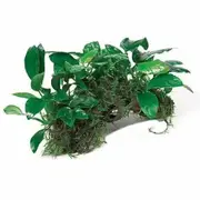 Nano Rainforest Garden For Fish Shrimp Snail Tank Aquarium