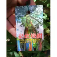 在飛比找蝦皮購物優惠-花囍園_喬木觀賞植物—彩虹桉樹--桃金孃科~豐富多彩的顏色/