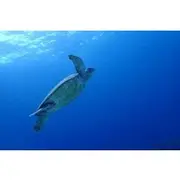 Save 10.00%! Moalboal Sardine Run, Sea Turtle and Mantayupan Falls