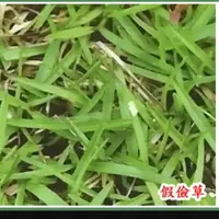 在飛比找蝦皮購物優惠-尋花趣 假儉草種子 【草種子】1公斤 （草皮種子.庭園草坪、