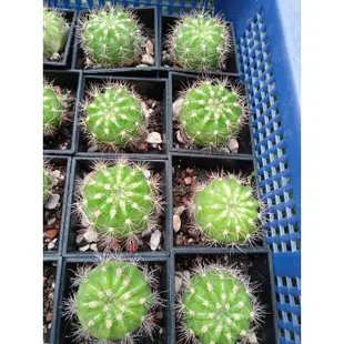 仙人掌🌵。金盛丸_多肉植物 /1-3吋_含盆土寄送。開花🌼好養 新手入門#全館購物不含運費滿199元才出貨