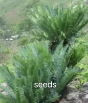 Encephalartos blue munchii S eeds 5/10pcs