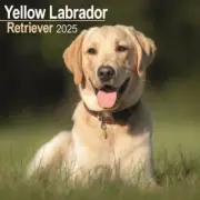 Labrador Retriever Yellow Calendar 2025 - Square Wall Calendar