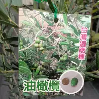 在飛比找蝦皮購物優惠-觀霖園藝 油橄欖苗6寸盆