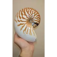 在飛比找蝦皮購物優惠-Nautilus macromphalus 深臍鸚鵡螺 大臍