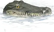 Muzrunq - Pond Floating Alligator Head Outdoor Pool Duck Deterrent - Realistic Crocodile Head Decoy - Multicolor