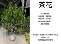 在飛比找Yahoo!奇摩拍賣優惠-心栽花坊-茶花/白寶塔/九曲/限自取/茶花苗/土球苗/觀花植