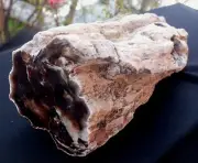 5 Lb 2 Oz Natural Rare Opalized Mirror Polished Big Petrified Wood Uv Reactive