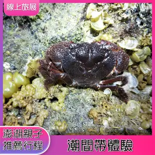 [澎湖自由行花火節優惠] 澎湖夜探龍宮潮間帶體驗.澎湖親子推薦行程線上旅展～