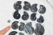 7946j LOT of TEN/10 RARE 1in100 BLACK Ammonite PAIR Crystals FOSSIL MEDIUM 5-7cm