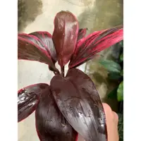 在飛比找蝦皮購物優惠-🌱進口紅竹cordyline terminalis (lin