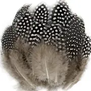 100pcs Natural Spotted Feathers Guinea Pheasant Feather 3-6 Inches for Crafts